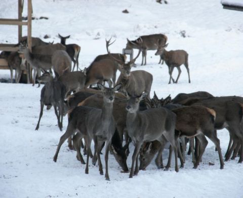 Karmienie dzikich zwierząt