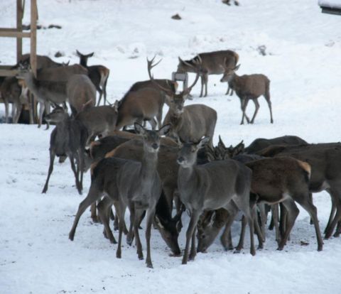 Het voeren van wilde dieren