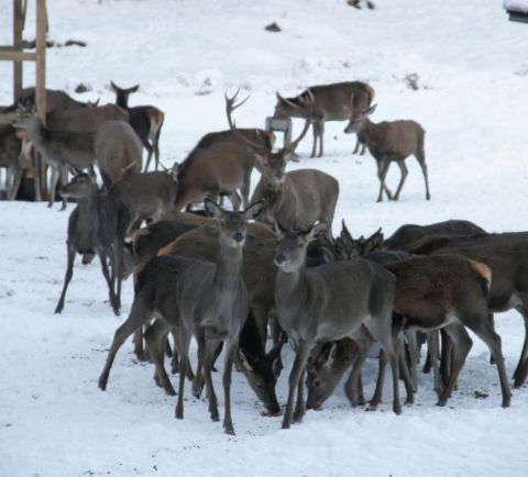 Krmení divokých zvířat