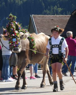 Almabtrieb / Viehscheid