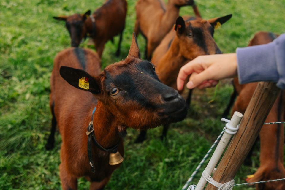Kozy w drodze do Explorer Hotel Stubaital