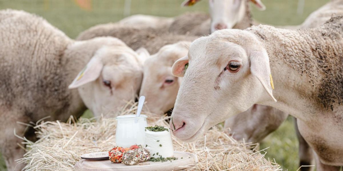 Hinterstoder Milch Käse
