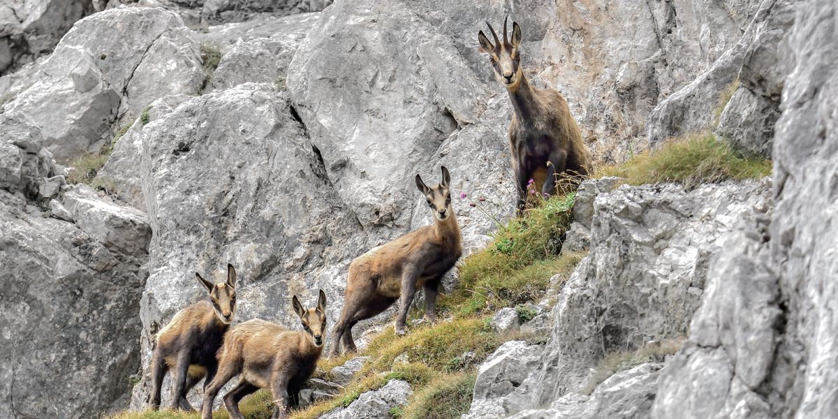 Gämse mit drei Jungtieren im steilen Fels.