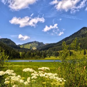 Im Frühling und Sommer blühen am Spitzingsee viele Bäume und Blumen.