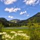 Im Frühling und Sommer blühen am Spitzingsee viele Bäume und Blumen.