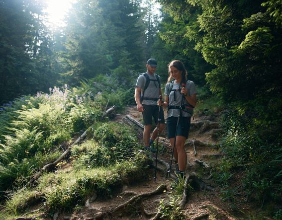 Über Wurzeln und Steine geht es den Berg hinunter.
