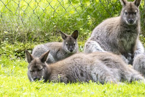 Entspannen im Raritätenzoo Ebbs