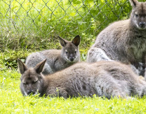 Entspannen im Raritätenzoo Ebbs