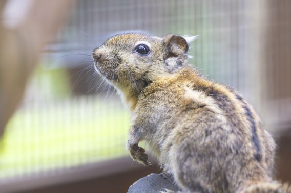 Neugieriges chinesisches Baumstreifenhörnchen im Rariätenzoo Ebbs