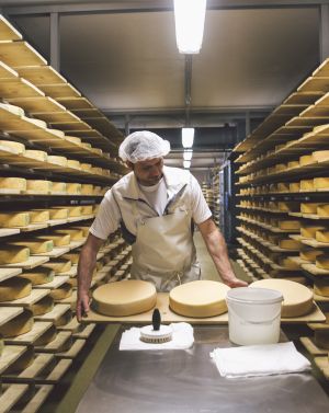 Il formaggio viene lavorato nella cantina di lavorazione.
