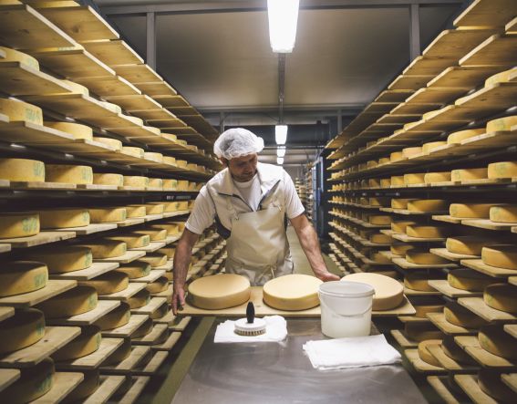 Produktion Keller der Naturkäserei TegernseerLand Käse wird im Käsekeller bearbeitet.