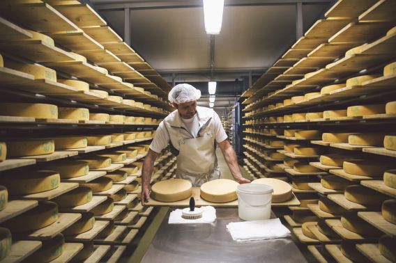 Produktion Keller der Naturkäserei TegernseerLand Käse wird im Käsekeller bearbeitet.