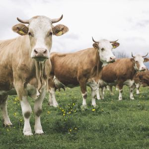 Heumilch Kühe auf der Weide
