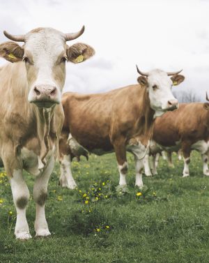 Heumilch Kühe auf der Weide