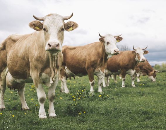 Cows from the Tegernsee region natural cheese dairy Hay milk cows on pasture