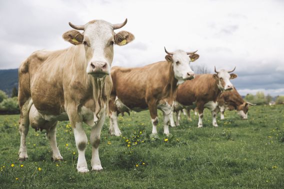 Kühe der Naturkäserei TegernseerLand Heumilch Kühe auf der Weide