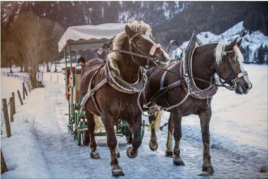 Zwei Pferde ziehen eine Kutsche durch eine verschneite Winterlandschaft Pferdekutschfahrt durch eine verschneite Winterlandschaft mit Bergen im Hintergrund