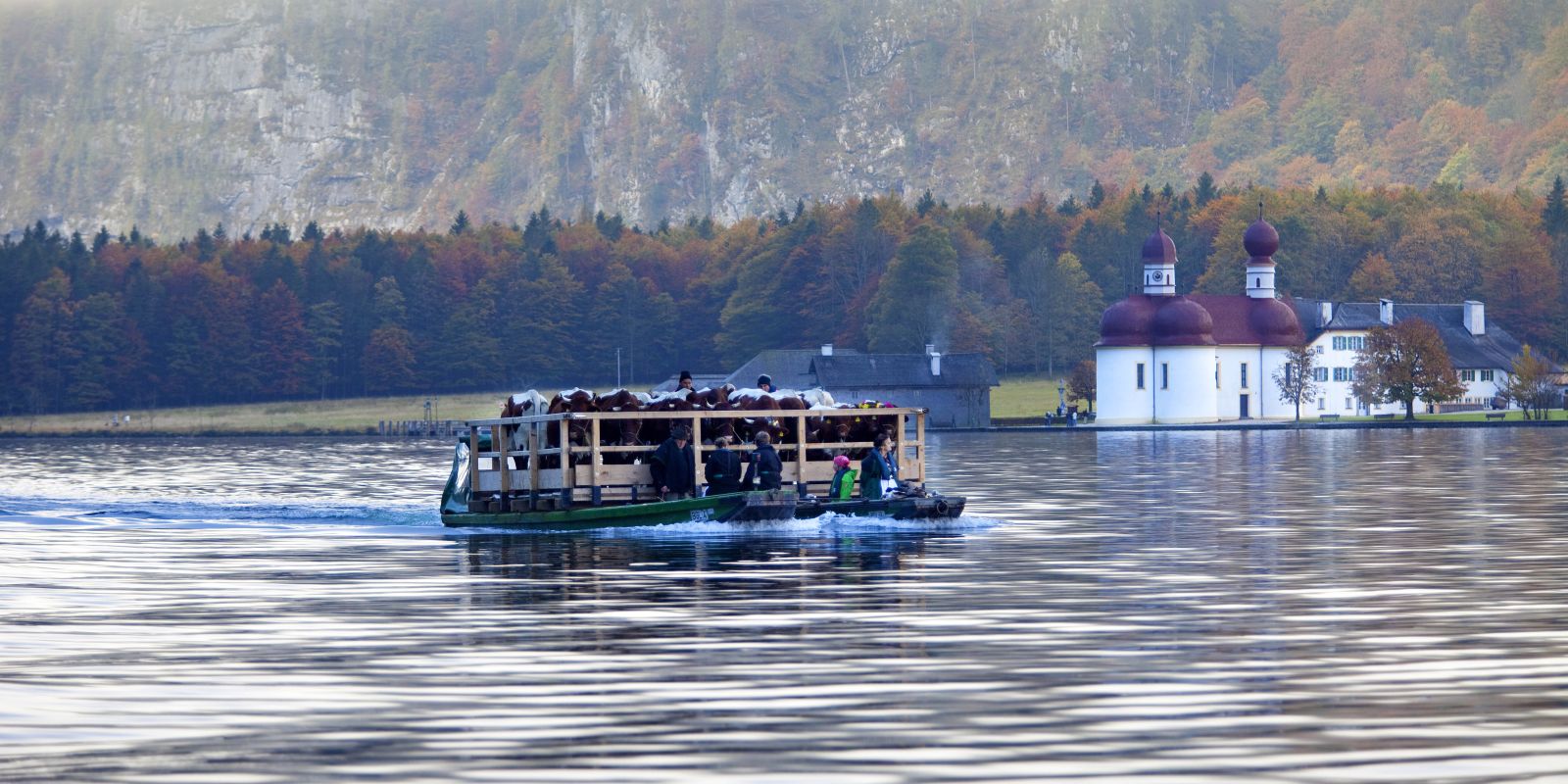 Auch die Kühe dürfen im Berchtesgadener Land mit dem Boot über den Königssee fahren. Das letzte Stück beim Almabtrieb im Herbst wird mit dem Boot zurückgelegt.