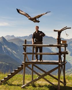 Eindrucksvolle Adler auf der Adlerbühne Ahorn im Zillertal