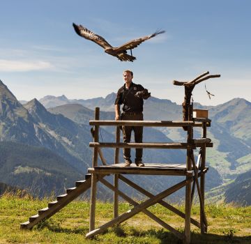 Eindrucksvolle Adler auf der Adlerbühne Ahorn im Zillertal