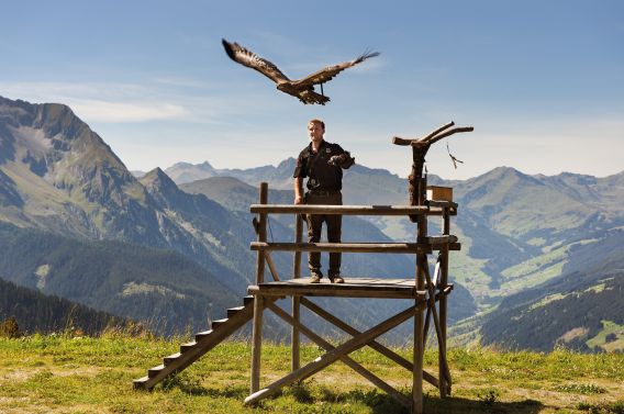 Eindrucksvolle Adler auf der Adlerbühne Ahorn im Zillertal