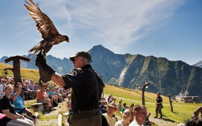 Bis zu 800 Zuschauer kommen aus dem Staunen nicht heraus, wenn die Adler auf 2.000 m Höhe durch die Lüfte schweben.