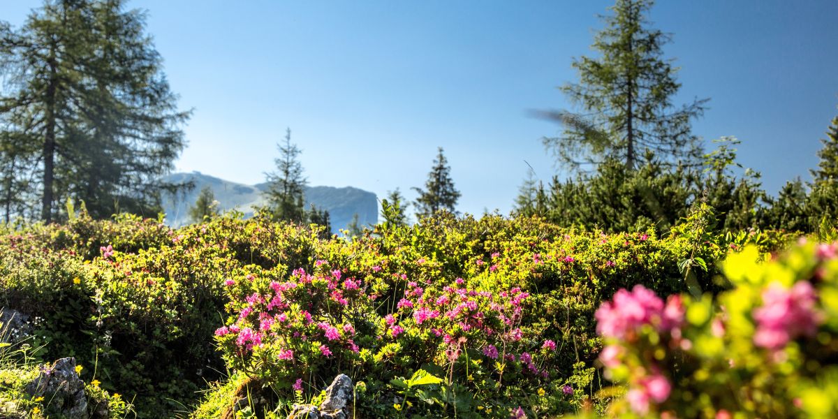 Die Almrauschblüte findest Du von Mai bis Juli in den Tiroler Bergen Alpenrosen Kitzbüheler Alpen Steinplatte Waidring im Sommer.
