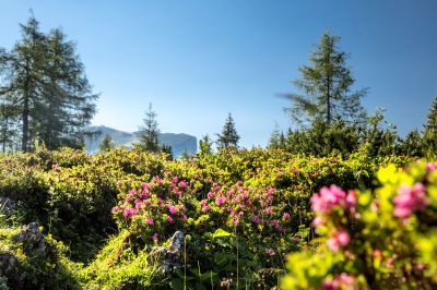 Die Almrauschblüte findest Du von Mai bis Juli in den Tiroler Bergen Alpenrosen Kitzbüheler Alpen Steinplatte Waidring im Sommer.