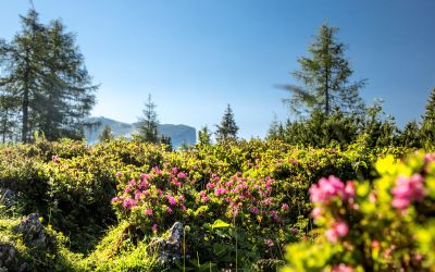 Die Almrauschblüte findest Du von Mai bis Juli in den Tiroler Bergen