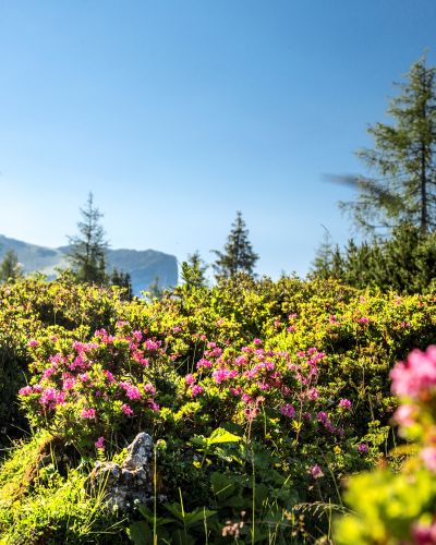 Alpenrosen Kitzbüheler Alpen Steinplatte Waidring im Sommer.