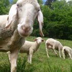 Schafe im Heutal