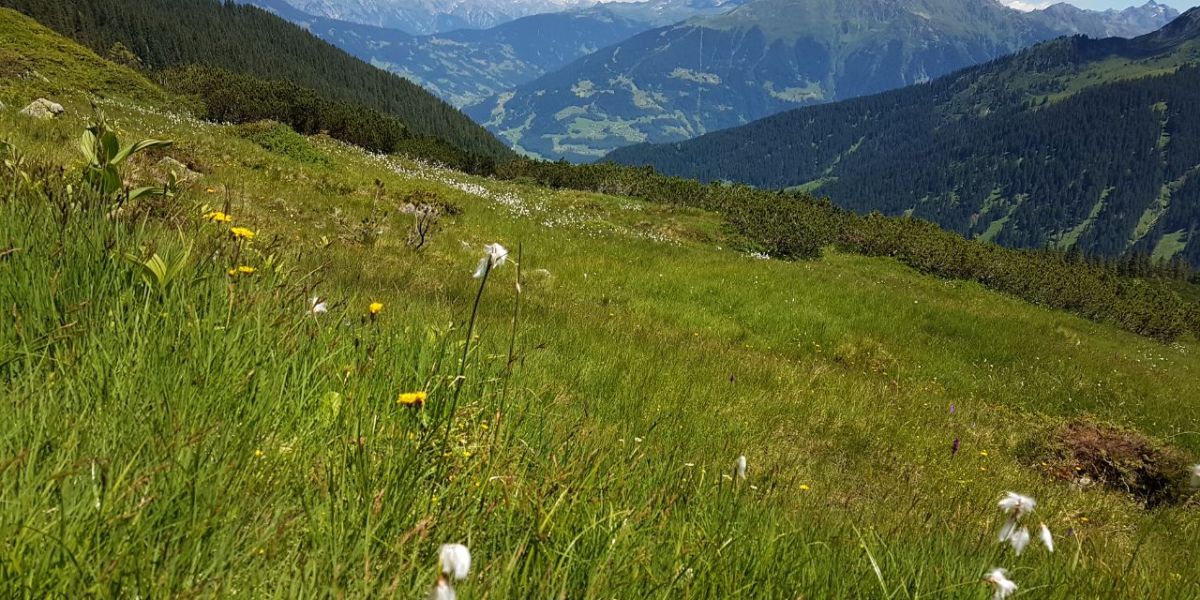 Von Golm über Latschau zur Lindauer Hütte geht die Explorer Wanderung durch wunderschöne Natur.