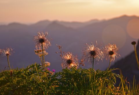 Wild men at sunset