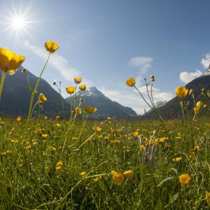 Laeng blumenwiese 01 16