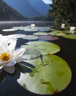 Seerosenblüte am Piburger See