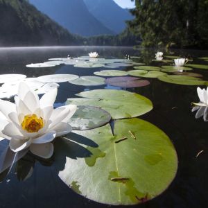 Seerosenblüte am Piburger See