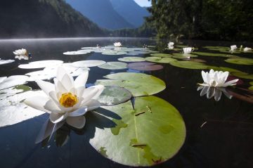 Seerosenblüte am Piburger See