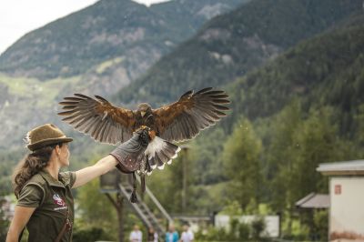 Greifvogelpark Umhausen Den ca. 5.000 qm großen Greifvogelpark nennen zahlreiche Tiere aus rund 15 verschiedenen Greifvogelarten ihr Zuhause. In der Arena mit knapp 300 Sitzplätzen finden die spektakulären Flugvorführungen statt.
