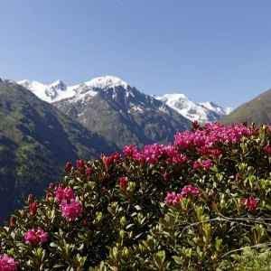 Wandern im Ötztal ist immer ein Highlight Dieses malerische Panorama mit den schönen Alpenrosen findet man im Ötztal.