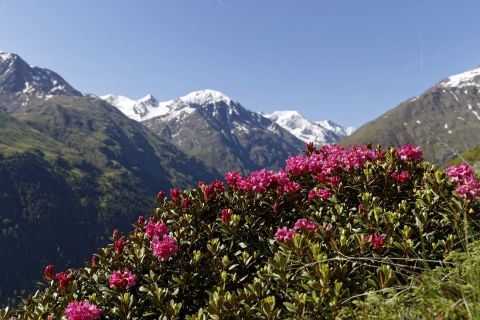 Dit schilderachtige panorama met de prachtige alpenrozen vindt u in het Ötztal.