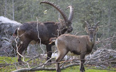 Die Tierwelt entdecken im Cumberland Wildpark Grünau