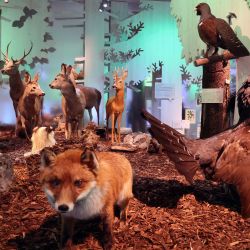 Tierparade Wald im Haus der Berge