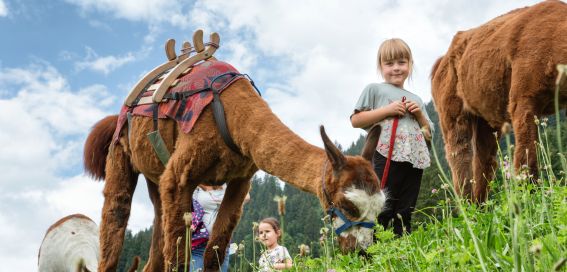 Lama-Trekking im Familienurlaub im Montafon