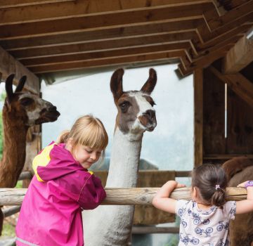 Mit den Lamas die Berge entdecken