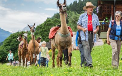 Lama-Trekking im Montafon ist ein Highlight für die ganze Familie