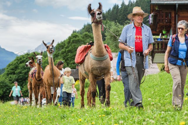 Lama-Trekking im Montafon ist ein Highlight für die ganze Familie