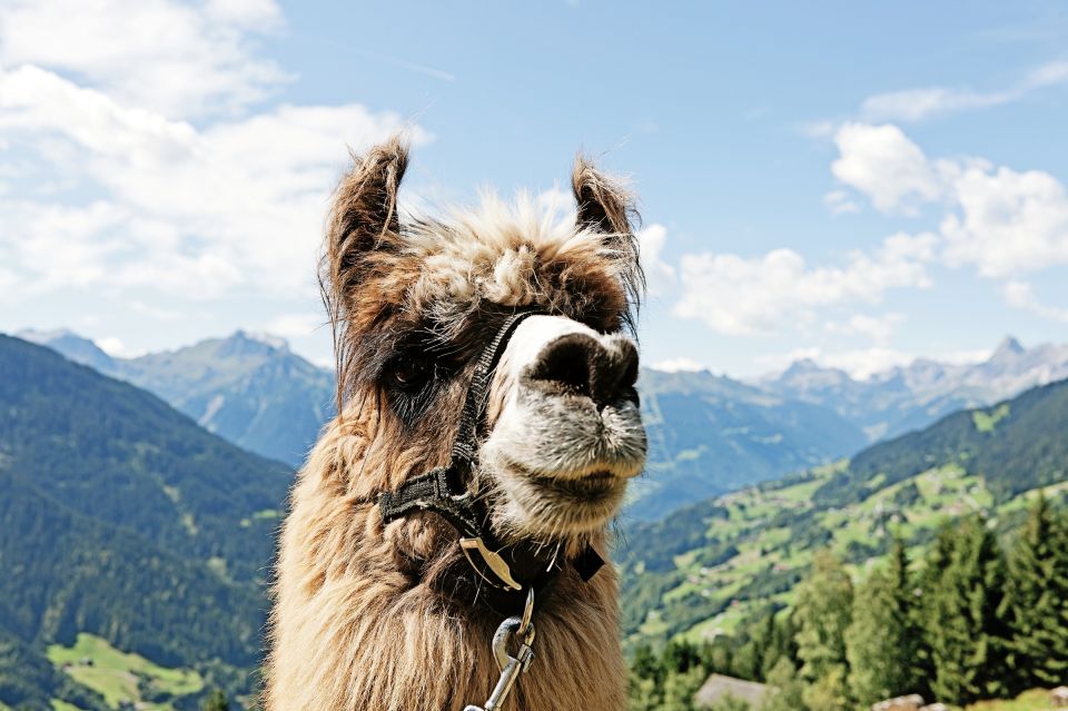 Lama-Trekking in Deinem Familienurlaub im Explorer Hotel Montafon in Gaschurn