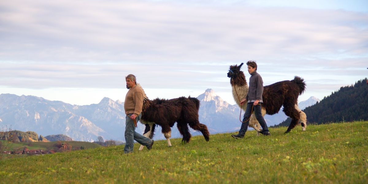 Ideal für die ganze Familie - das Lama-Trekking beim Lama-Erlebnishof in Nesselwang nahe des Explorer Hotel Neuschwanstein.