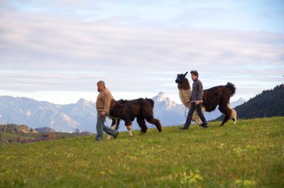 Ideal für die ganze Familie - das Lama-Trekking beim Lama-Erlebnishof in Nesselwang nahe des Explorer Hotel Neuschwanstein.