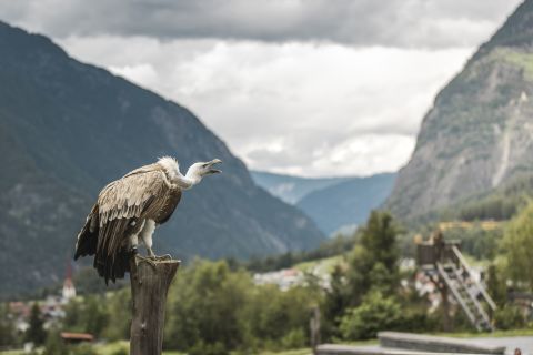 Il Parco dei Rapaci di Umhausen si trova proprio accanto al Villaggio di Ötzi e al lago balneabile di Umhausen. Circa 30 animali di 15 specie diverse di rapaci vivono nell'area di 5.000 m² ai piedi delle Cascate di Stuiben. Assistete a una delle dimostrazioni di volo giornaliere.